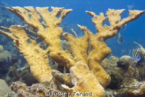 Elkhorn Coral - Roatan, Honduras by Rickey Ferand 